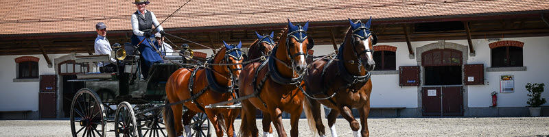 Tag der offenen Tür im Gestüt