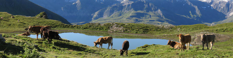 Mountain Grassland and Livestock Joint Conference